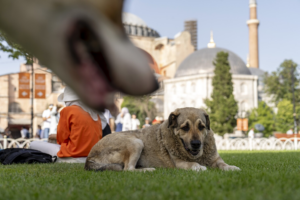 Read more about the article Turkish Law Sparks Outrage: “Death Camps” Feared for Stray Animals