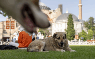 Turkish Law Sparks Outrage: “Death Camps” Feared for Stray Animals
